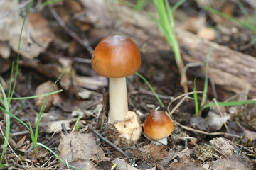 Amanita fulva, commonly called the tawny grisette, wild mushroom from Finland