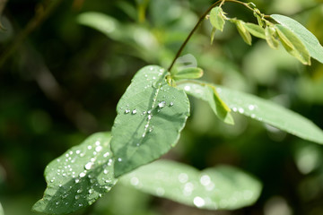 Raindrops on green leaves in tropical garden close-up