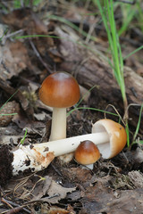 Amanita fulva, commonly called the tawny grisette, wild mushroom from Finland