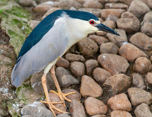 A gray-white night slug foraging by the water's edge