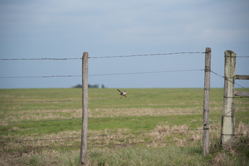Fototapeta premium The bird that watches the gate of the farm 03