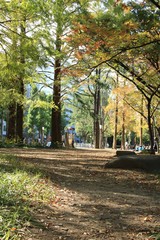 Obraz premium 秋の大阪・靭公園