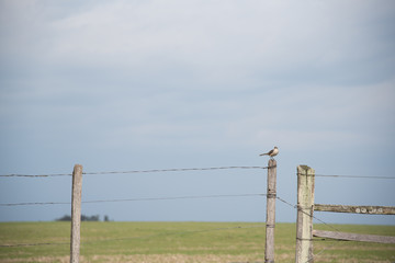 The bird that watches the gate of the farm 04