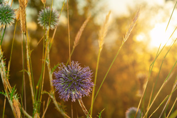 Globe Thistle Echinops sphaerocephalus blue pointed head of a blue flower in the field at sunset in the sun.