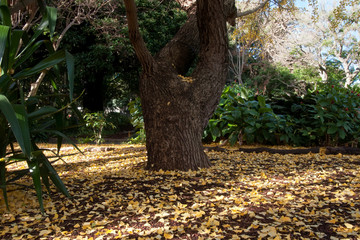 Sydney Australia, yellow autumn leaves on ground below a Ginkgo Biloba or Maiden Hair Tree