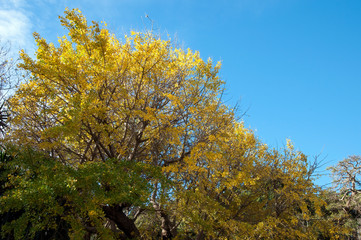 Sydney Australia, golden leaves of Ginkgo Biloba or Maiden Hair Tree against blue sky