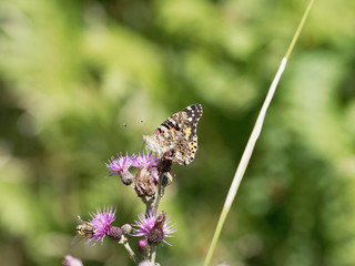 Painted lady or Vanessa cardui, beautiful orange-and-black butterfly drink nectar from flower