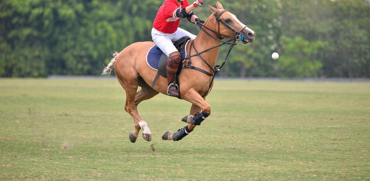 Side view picture of the Horse Polo player is using polo mallet hit polo balls during the match.