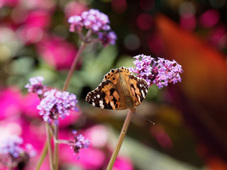 Painted lady or Vanessa cardui dorsal side on flower