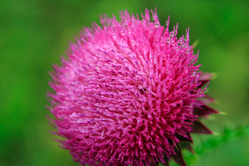 Blossom thorns. Bright purple flower in the morning dew.