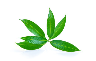 Fresh green mango leaves isolate on a white background.