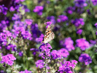 Painted lady or Vanessa cardui, beautiful orange-and-black butterfly drink nectar from flower