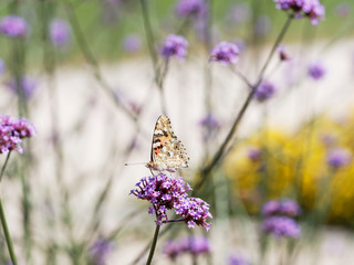 Painted lady or Vanessa cardui underside drink nectar from flower