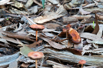Sydney Australia, toadstools among the wood chip and leaf litter