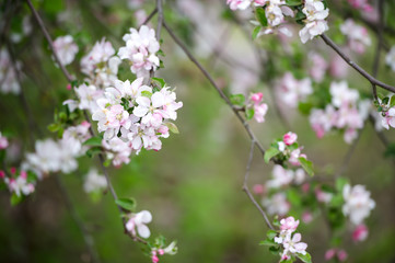 Beautiful macro of white small wild apple flowers and buds on tree branches with green leaves. Spring nature.