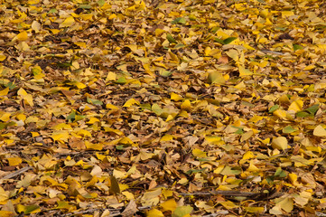 Sydney Australia, golden leaves of Ginkgo Biloba or Maiden Hair Tree carpeting the ground
