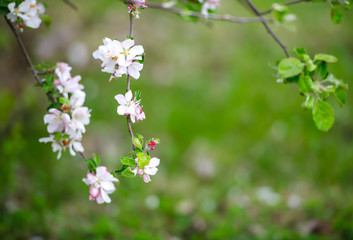 Apple tree branch with white flowers.