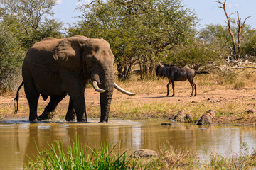 Obraz premium African Elephant bull wading through the water at a remote waterhole with a Brindled Gnu in the background