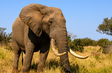 Fototapeta na wymiar African Elephant bull with large tusks grazing peacefully on the fresh grass roots