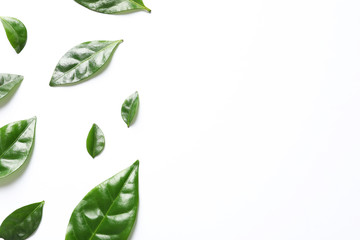Fresh green coffee leaves on white background, top view