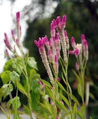 A pink cockscomb flower beside the road. 