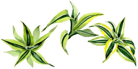 Dracena green leaves. Leaf plant floral foliage. Watercolor background set. Isolated dracena illustration element.