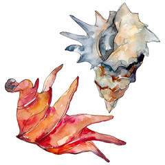 Fototapeta premium Summer beach seashell tropical elements. Watercolor background illustration set. Isolated shell illustration.