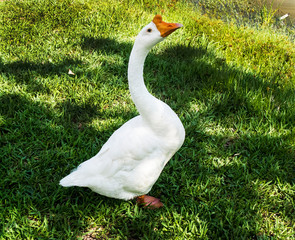 White Large Chinese Goose at a Public Park