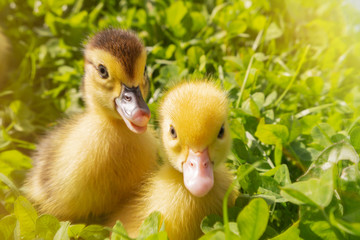 The head of a cute little newborn Yellowhead in green grass. Two ducks have just hatched.