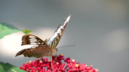 Slow motion of butterfly flying over flower with green plant background in the garden (High Speed Video)