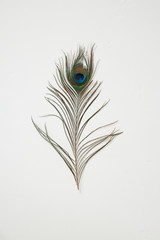 羽　鳥　ふわふわ