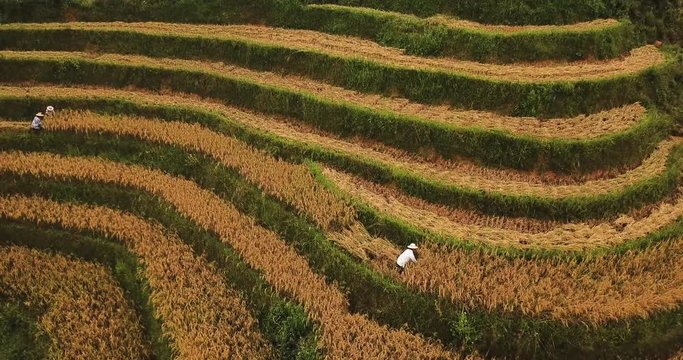 Extreme wide shot over Sapa rice terraces. people harvesting rice aerial drone ascending tilting down establishing shot