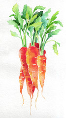 Karotte. Aquarell Handzeichnung. Lebensmittel, Gemüse und Obst isoliert auf weißem Hintergrund. Buchillustration, Rezept, Speisekarte, Magazin oder Zeitschriftenartikel. © doublebubble_rus