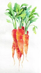 Karotte. Aquarell Handzeichnung. Lebensmittel, Gemüse und Obst isoliert auf weißem Hintergrund. Buchillustration, Rezept, Speisekarte, Magazin oder Zeitschriftenartikel. © doublebubble_rus