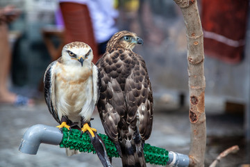 Birds of prey, mountain eagle and falcon are sitting nearby on a branch.