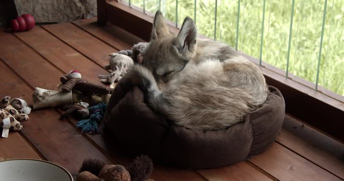 Baby gray wolf sleeping in his bed around his toys.