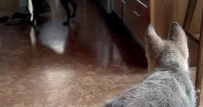 Baby wolf sitting and investigating what is happening in the kitchen.
