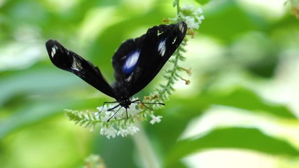 Slow motion of butterfly flying over flower with green plant background in the garden (High Speed Video)