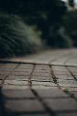 Obraz premium plants that grew through stone, selective focus 