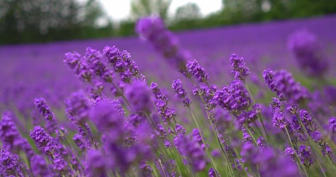 Closeup of lavenders in a lavender field in Japan. Camera zooming out. Shallow depth of field. Bokeh.