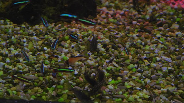 Paracheirodon axelrodi Gather Food on the Aquarium Day with Backlight