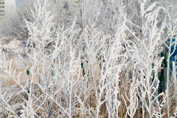 Fototapeta premium frosted trees and grass and heavy snow in winter park as in fairy tales