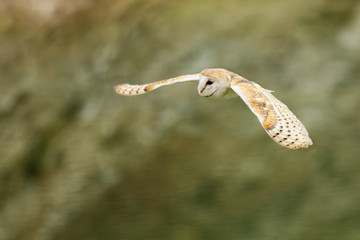 Tyto alba - Barn owl is the most widespread landbird species in the world
