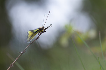 Ascalaphe soufré sur une tige. (Libelloides coccajus)