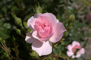 pink rose