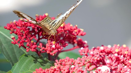 Slow motion of butterfly flying over flower with green plant background in the garden (High Speed Video)