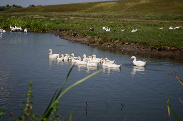 A domestic gooses on the lake at sunny day