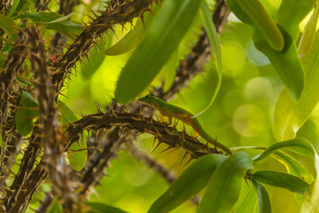 A Small Green Lizard on a Tree