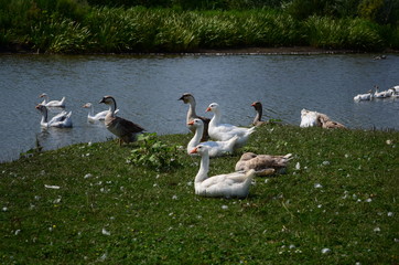 A domestic gooses on the lake at sunny day