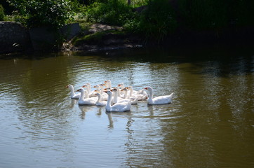 A domestic gooses on the lake at sunny day